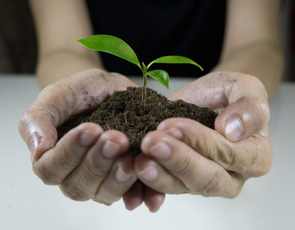 hands holding a plant growing out of the ground green seedling growing from soil